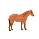 Cavalo